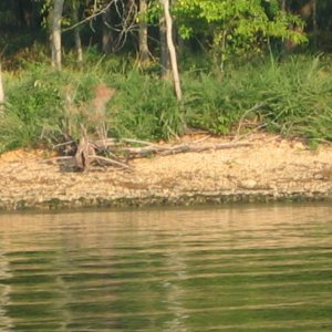 Retreating deer on the shore of Barkley Canal