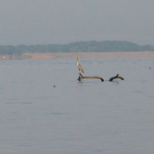 Heron on Kentucky Lake