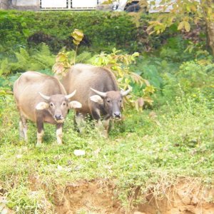 Things turned sort of rural, at least enough to graze some water buffalo.