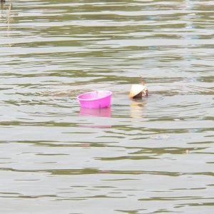 This woman had a "sifter" on the end of a pole and appeared to be harvesting snails from the muddy bottom.
