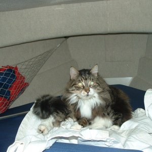 Media '(B~C) stupid cat, bolted some luan to enclose the anchor locker,' in album 'glued some sticks on the roof'