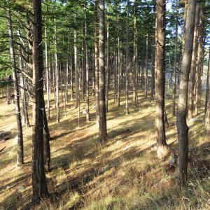Trees on the "saddle" of James Island