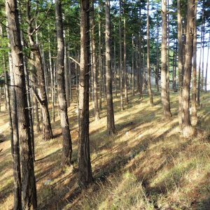 Trees on James island