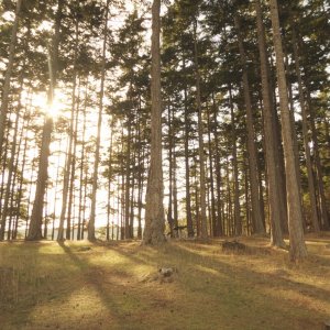Trees on James island