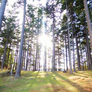 Trees on James island