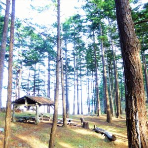 Picnic shelter on James Island