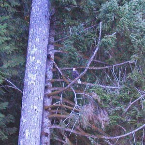 The resident eagle checking us out