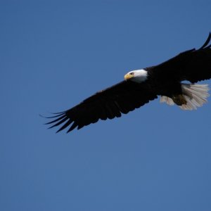 Media 'An Eagle' in album 'Out for Lunch in Long Beach'