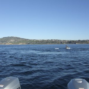 DSCF4155