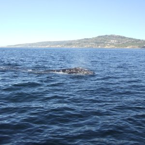 DSCF4178
