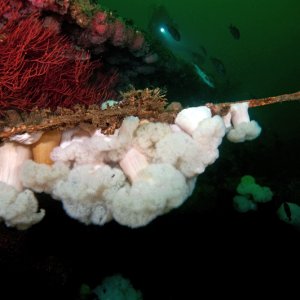 Wreck of the African Queen, Long Beach CA