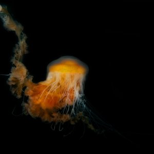 Egg Yolk jelly, Phacellophora camtschatica