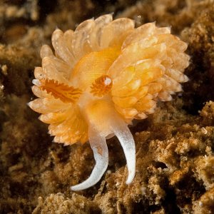 Aeolidiella oliviae