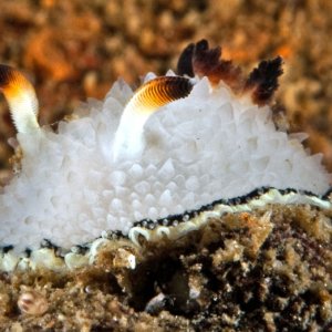 Acanthodoris rhodoceras
