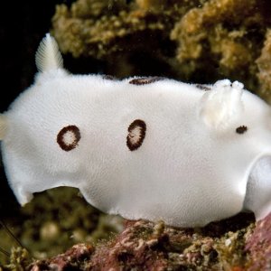 Diaulula sandiegensis