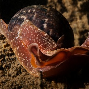 Gould's Bubble snail