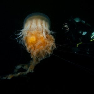 Egg Yolk jelly, Phacellophora camtschatica
