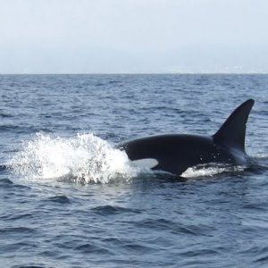 Orcas at Redondo Beach, CA