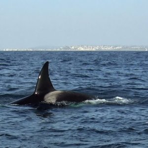 Orcas at Redondo Beach, CA