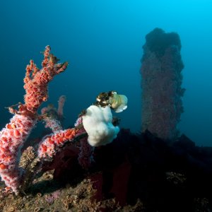 PhilsReef3-4
