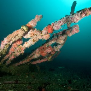 PhilsReef4-3