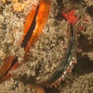 Male and female rock Scallops