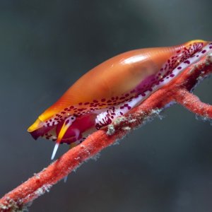 Simnia, Delonovolva aequalis
