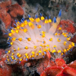 Janolus barbarensis