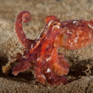 Octopus rubescens