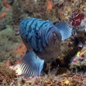 Blue Rockfish, Sebastes mystinus