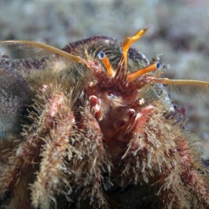 Furry hermit crab, Paguristes ulreyi