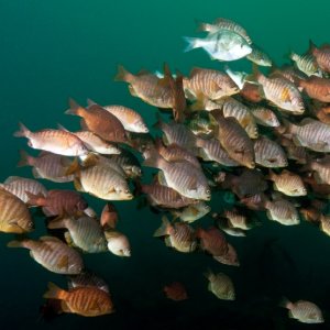 School of perch