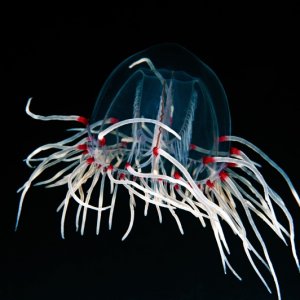 Scrippsia pacifica