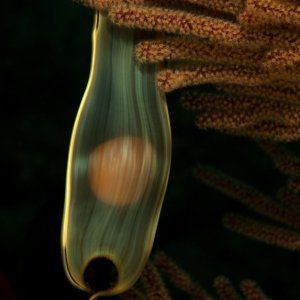 Swell shark, Cephaloscyllium ventriosum egg