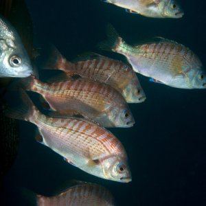 Rainbow sea perch, Hypsurus caryi