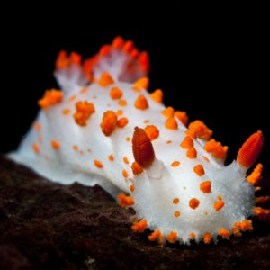 Triopha catalinae
