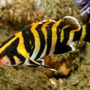 Treefish, Sebastes serriceps