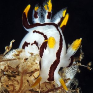 Trapania velox