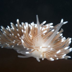 Little Reef 15