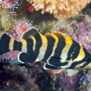 Little Reef 1