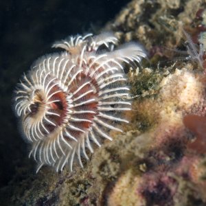 Little Reef 7