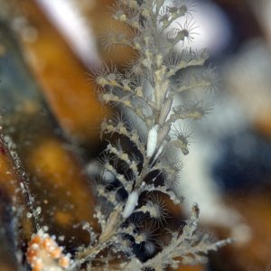 Merry\'s Reef 23