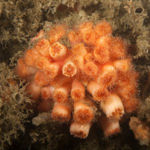 Little Reef 3