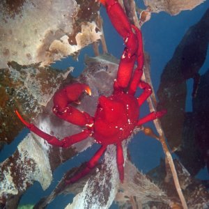 Scott\'s Reef 16