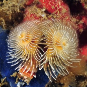 Little Reef 2