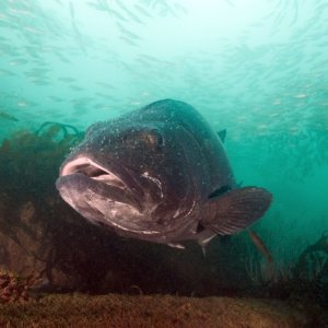 Giant Sea Bass 1