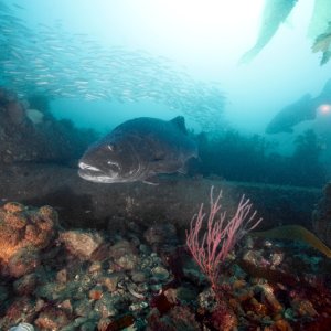 Giant Sea Bass 2