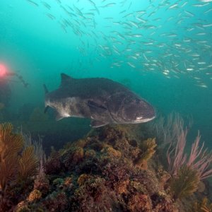Giant Sea Bass 3