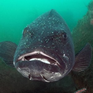 Giant Sea Bass 4