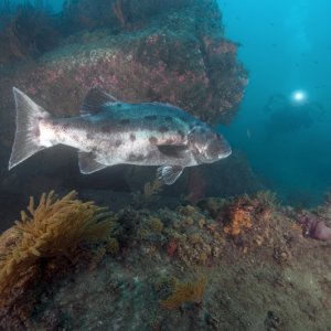 Giant Sea Bass 5
